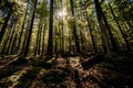 Sunny summer coniferous forest. Sunlight sunbeams through woods In forest landscape. Sumava national park, Czech republic.