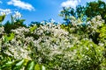 Sunny summer day in the botanical garden. Blooming cleatis bush against a blue sky with white clouds. Royalty Free Stock Photo