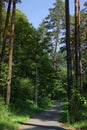 On a sunny summer day, a dirt road descends into a dense green forest. Tall tree trunks covered with moss. Summer forest landscape Royalty Free Stock Photo