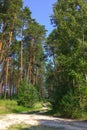 On a sunny summer day, a dirt road descends into a dense green forest. Tall tree trunks covered with moss. Summer forest landscape Royalty Free Stock Photo