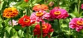 Bright zinnias. Panorama.