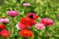 Bright zinnias.