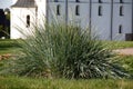 Elymus in gardening of the city.