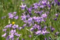 Wild meadow campanula.