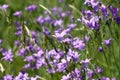 Wild meadow campanula.Background.