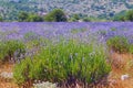 Sunny summer day. Lavender field in mountain valley. Bosnia and Herzegovina Royalty Free Stock Photo