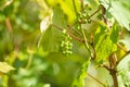 Green, unripe grapes on a branch. Royalty Free Stock Photo