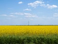 On a sunny summer day field