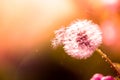 Sunny summer day. Red yellow sunset. macro shot of a dandelion. defocus light background. Drops of dew close up. Summer Freedom Royalty Free Stock Photo