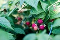 Ripe raspberries hang on a Bush Royalty Free Stock Photo