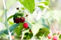 Ripe raspberries hang on a Bush Royalty Free Stock Photo