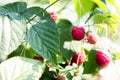 Ripe raspberries hang on a Bush Royalty Free Stock Photo