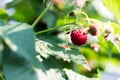 Ripe raspberries hang on a Bush Royalty Free Stock Photo