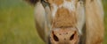 On a sunny summer day, a spotted cow nods its head and grazes on the green meadow.Its beautiful brown eyes and funny Royalty Free Stock Photo