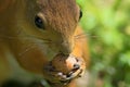 A sunny summer day. A young squirrel nibbles a nut. Green blurred background