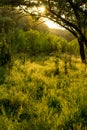 Sunny summer forest view. Vibrant landspace photo.