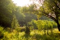 Sunny summer forest view. Vibrant landspace photo.