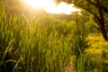 Sunny summer forest view. Vibrant landspace photo.