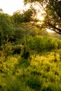 Sunny summer forest view. Vibrant landspace photo.