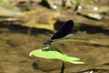 Dragons perched on a leaf