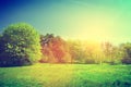 Sunny summer green landscape. Vintage Royalty Free Stock Photo