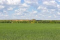 Sunny summer landscape, green wheat field, cloudy sky, sand pit on the horizon
