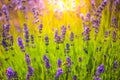 Close-up summer flowers and meadow. Lavender field under sunlight, summer landscape