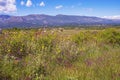 Sunny summer landscape. Montenegro, Ulcinj. Meadow with wildflowers near Old Town Shas