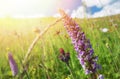 Sunny summer meadow. Blooming windflowers under sunshine