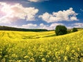 Sunny summer morning in field of blossoming colza Royalty Free Stock Photo