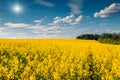Sunny summer morning in field of blossoming colza Royalty Free Stock Photo