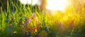 Sunny summer nature background with fly butterfly and blue wild flowers in grass with sunlight and bokeh. Outdoor nature Royalty Free Stock Photo