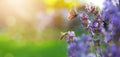 Sunny summer nature background with fly butterfly and lavender flowers with sunlight and bokeh. Outdoor nature banner Copy space Royalty Free Stock Photo