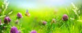 Sunny summer nature background with fly butterfly and wild flowers in grass with sunlight and bokeh. Outdoor nature Royalty Free Stock Photo