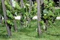 Sunny summer vineyard as a background Royalty Free Stock Photo