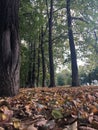 Sunny Sunday Day during Fall at Park Krasnaya Presnya in Moscow, Russia.