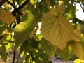 Sunny Sunday Day during Fall at Park Krasnaya Presnya in Moscow, Russia.