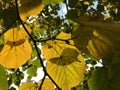 Sunny Sunday Day during Fall at Park Krasnaya Presnya in Moscow, Russia.