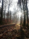 Sunny Sunday walk in the German forest Royalty Free Stock Photo