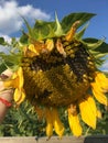 Sunny-sunflower day with blue skies and warm wind Royalty Free Stock Photo
