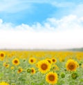 Sunny sunflower field Royalty Free Stock Photo