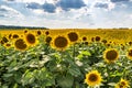 Sunny sunflower field in Ukraine Royalty Free Stock Photo