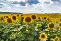Sunny sunflower field in Ukraine