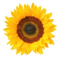 Sunny Sunflower isolated on white background, including clipping path. Royalty Free Stock Photo