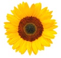 Sunny Sunflower isolated on white background, including clipping path. Royalty Free Stock Photo