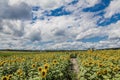 Sunny sunflowers and corn field blue cloudy sky Royalty Free Stock Photo