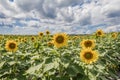 Sunny sunflowers and corn field blue cloudy sky Royalty Free Stock Photo