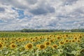 Sunny sunflowers and corn field blue cloudy sky Royalty Free Stock Photo