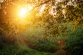 Sunny sunset in forest, beautiful summer atmosphere background