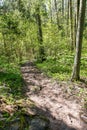 Sunny tourist trail in the woods in spring